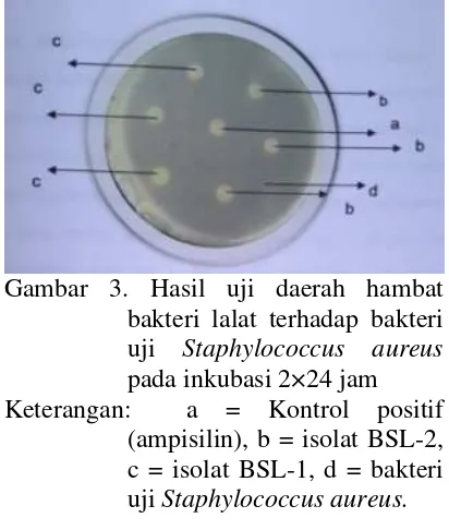 Gambar 2.  Hasil isolasi bakteri simbion  lalat pada pengenceran 10-8 untuk isolate BSL-1 diinkubasi selama 7×24 jam 