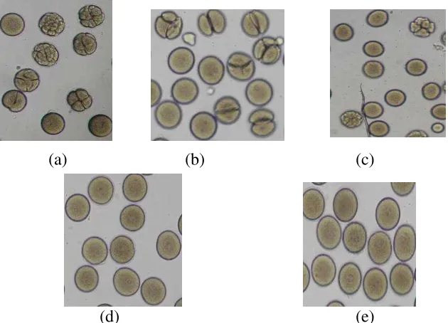 Table 3. Antiproliferative activity on sea urchin egg development of Fraction III-A,III-B, III-C and III-D
