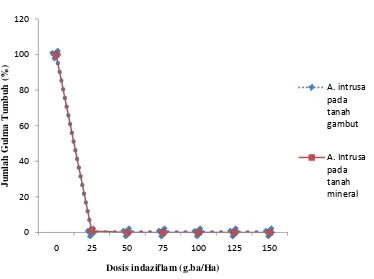 Gambar 4. Grafik persentase tumbuh A. intrusa pada penyemprotan indaziflam 