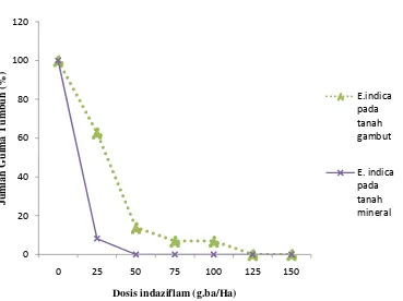 Gambar 5. Grafik persentase tumbuh E. indica pada penyemprotan indaziflam  