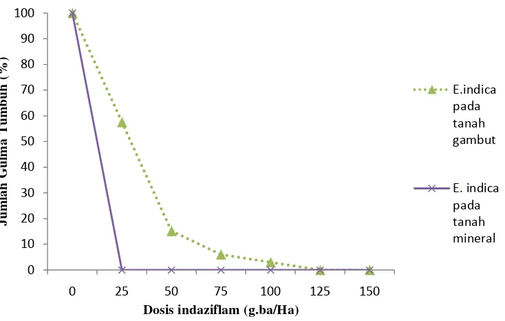 Gambar 2. Grafik persentase tumbuh A. intrusa pada penyemprotan indaziflam 