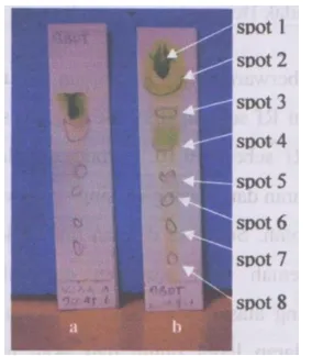 Tabel 2.  Nilai Rf, warna jumlah rendemen yang dihasilkan dari masing-masing spot pada eluen kloroform : etanol (9:1) 