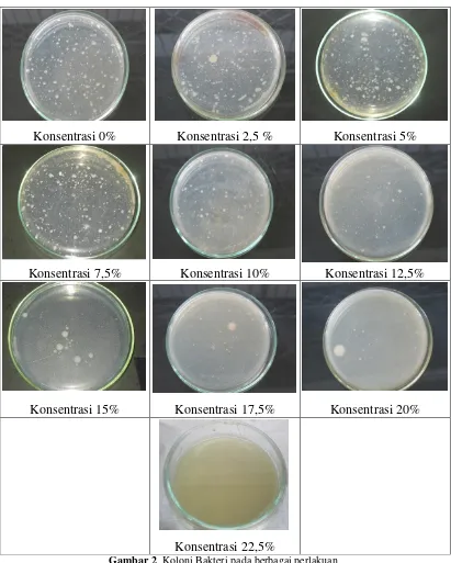 Gambar 2. Koloni Bakteri pada berbagai perlakuan 