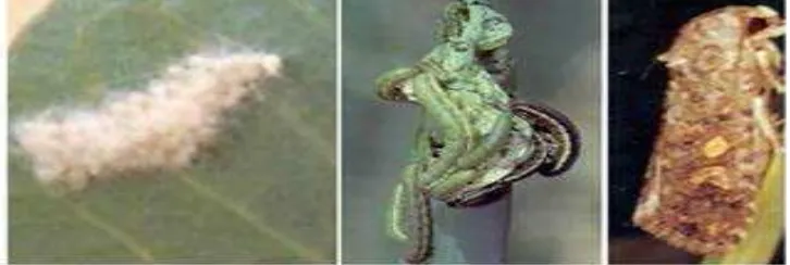 Gambar 1. Telur, larva dan imago S. Exigua (Sumber: Kawana, 1993)  