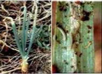 Gambar 2. Gejala serangan S. exigua pada tanaman bawang merah  (Sumber : Setiawati, 2000)  