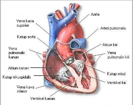 Gambar 2.1. Potongan Melintang Anatomi Jantung   (Sumber: LIPI, 2010)