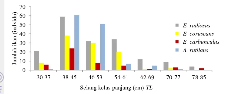 Tabel 4  Variasi ukuran jenis-jenis ikan kakap merah sub famili Etelinae 