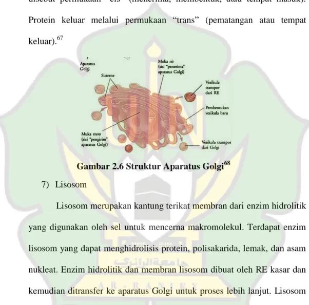 Gambar 2.6 Struktur Aparatus Golgi 68 7)  Lisosom 