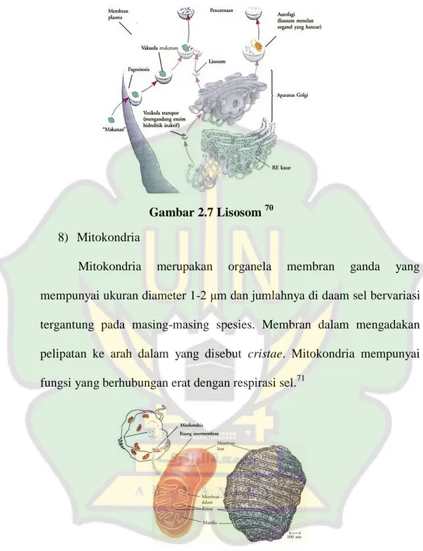 Gambar 2.7 Lisosom  70 8)  Mitokondria 