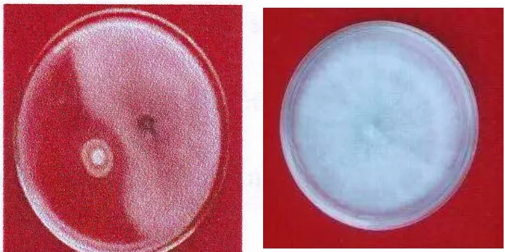Gambar 2.  Uji antagonistik isolat bakteri Pseudomonas fluorescens dan Foc (A), dan jamur pathogen Foc pada media PDA (B)