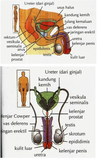 Gambar  2.1.  Organ  reproduksi  pria  (Septianing,  2014) 