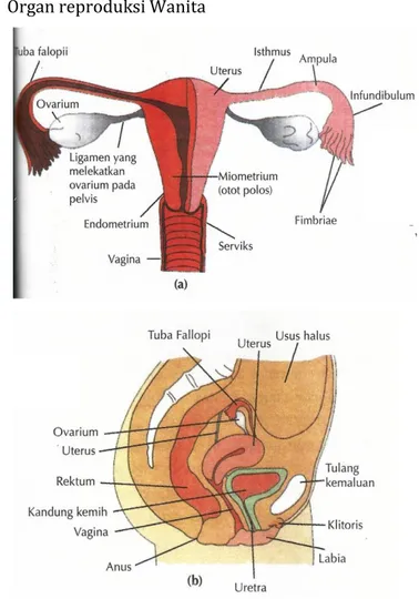Gambar  2.2.  Organ  reproduksi  wanita  (Septianing,  2014) 