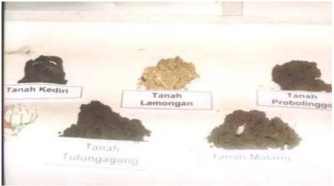 Gambar 7.  Sampel Tanah yang Berasal dari 5 Daerah di Jawa Timur 
