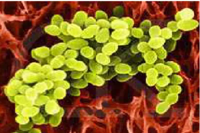 Gambar  2.1  Bakteri  Staphylococcus  aureus  Dalam  Uji  Mikroskop  (Todar  dalam  Rawendra, 2008) 