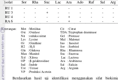 Tabel 5  Aktivitas selulolitik isolat bakteri hasil isolasi dari usus kasta 