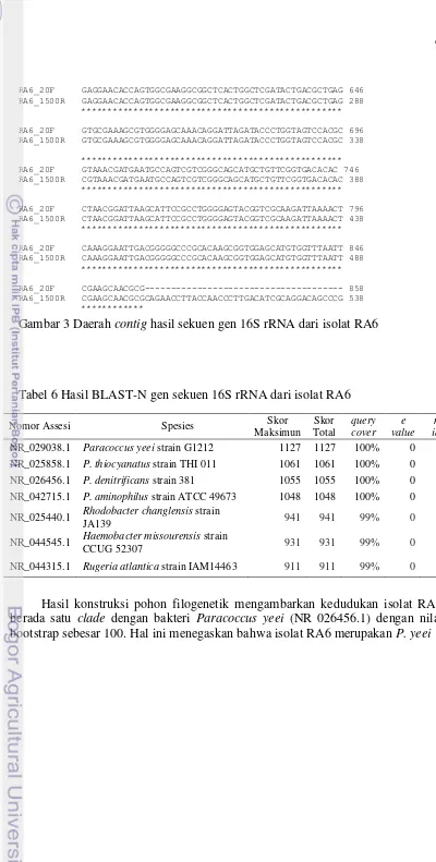 Gambar 3 Daerah contig hasil sekuen gen 16S rRNA dari isolat RA6 