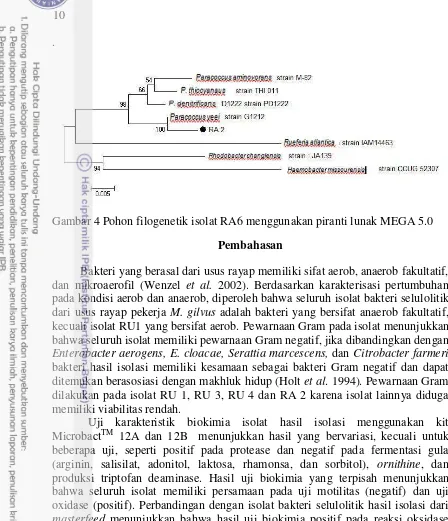 Gambar 4 Pohon filogenetik isolat RA6 menggunakan piranti lunak MEGA 5.0 