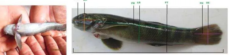 Tabel 1. Rata-rata ukuran morfologi ikan Sicyopterus cynocehphaus  pada habitat sungai             Air Nelengau, dan Air Nipis di wilayah Bengkulu Selatan