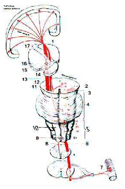 Gambar 2.2 Traktus piramidalis (Dust, 1996) 