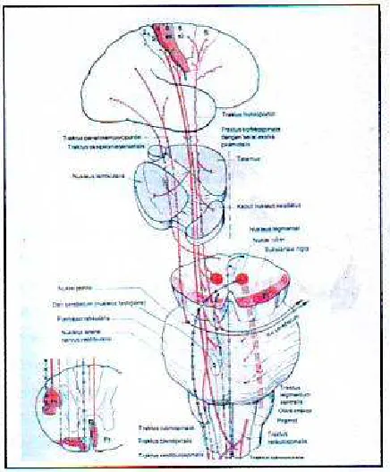 Gambar 2.3 Traktus Extrapyramidalis (Dust,1996) 
