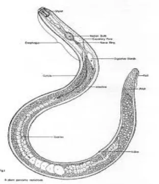 Gambar 1. Morfologi Nematoda 