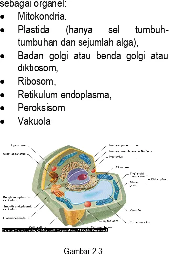 Gambar 2.3.Sel tumbuhan dan berbagai organel sel ( Encarta,