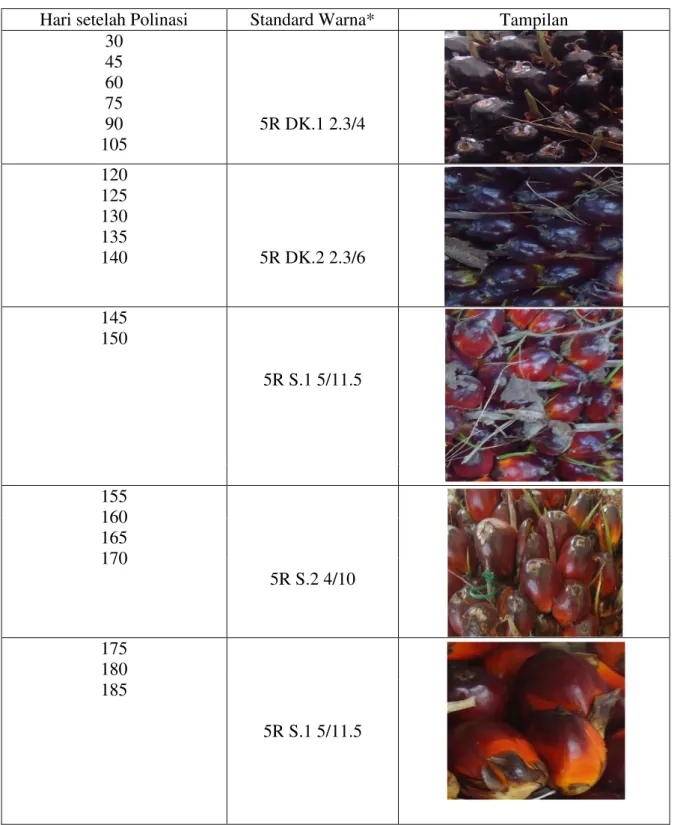 Tabel  1.  Perubahan  warna  kulit  buah  kelapa  sawit  yang  diamati  mulai  30  HSP  sampai  185  HSP
