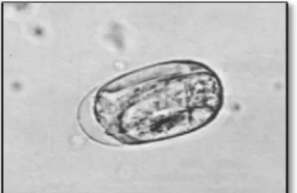 Gambar 12.  Telur Strongyloides sp. (Sumber: Fox, 2012).
