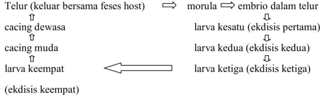 Gambar 13.  Skema siklus hidup nematoda (Sumber : Kusumamihardja, 1995). 