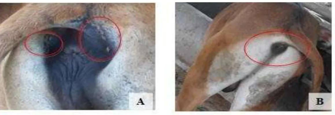 Gambar 5 Hippobosca sp. pada regio perineal sapi betina (A) dan Hippobosca sp.  pada regio perineal sapi jantan (B) 