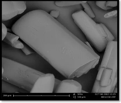 Gambar 1. Foto scanning electron microscopy serbuk Isonoazid. 