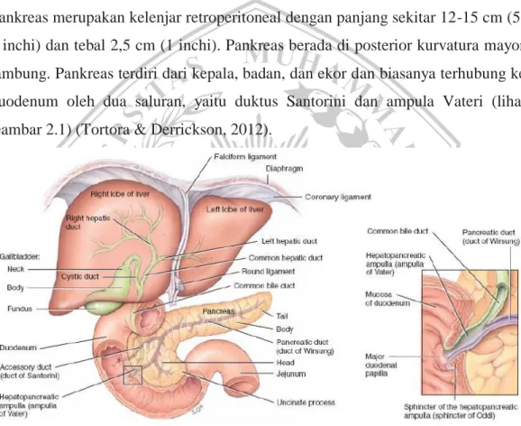 Gambar 2.1. Anatomi Pankreas dan Saluran-salurannya 