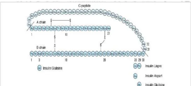 Gambar 2.6 Struktur Proinsulin Manusia (Katzung, 2008) 
