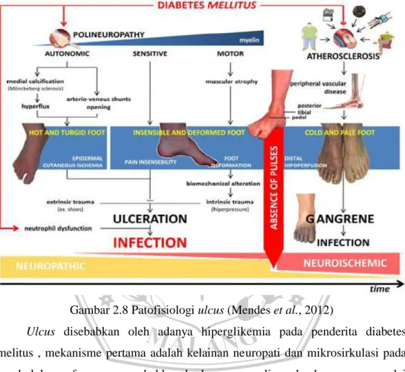 Gambar 2.8 Patofisiologi ulcus (Mendes et al., 2012) 