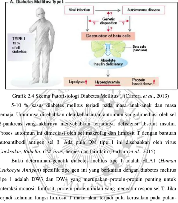 Grafik 2.4 Skema Patofisiologi Diabetes Mellitus 1 (Carrera et al., 2013)  5-10  %  kasus  diabetes  melitus  terjadi  pada  masa  anak-anak  dan  masa  remaja