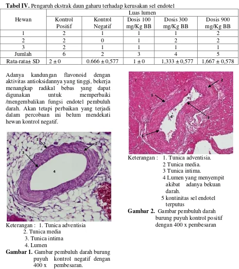 Tabel IV. Pengaruh ekstrak daun gaharu terhadap kerusakan sel endotel 