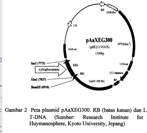 Gambar  2  Peta  plasmid pAaXEG300.  RB  (batas  kanan)  dan  LB  (batas  kiri) 