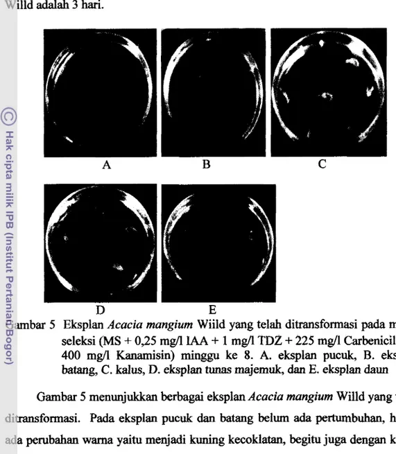 Gambar 5  Eksplan Acacia  mangium  Wiild yang telah ditransformasi pada media  seleksi (MS  +  0,25 mgA  LAA  +  1  mg/l  TDZ  +  225 mgll Carbenicillin  +  400  mgll  Kanamisin)  rninggu  ke  8