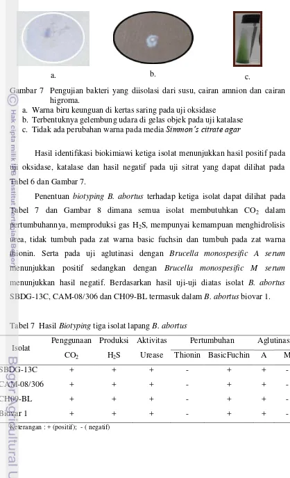 Gambar 7  Pengujian bakteri yang diisolasi dari susu, cairan amnion dan cairan 