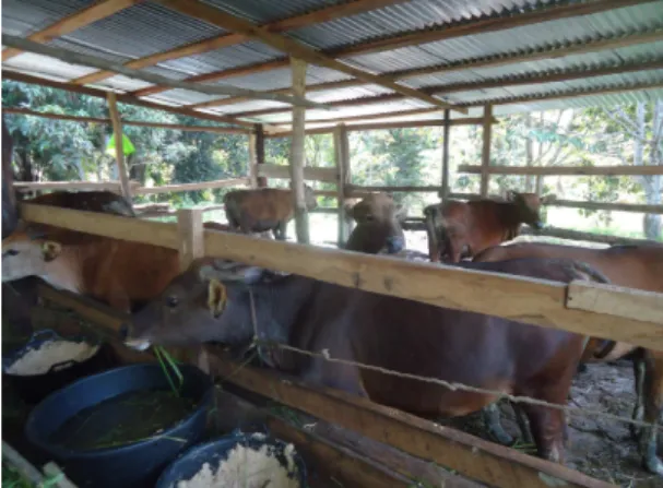 Gambar 4. Penyebaran ternak sapi kepada masyarakat 