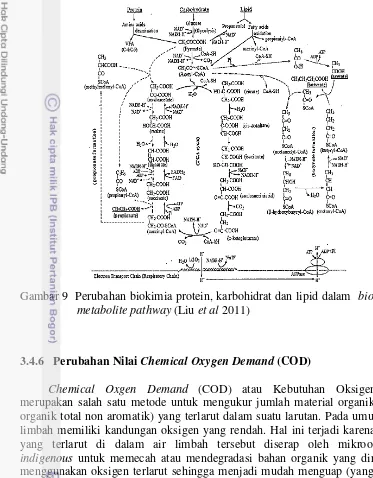 Gambar 9  Perubahan biokimia protein, karbohidrat dan lipid dalam  biochemical 