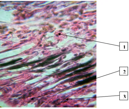 Gambar 3. Struktur mikroanatomi insang stasiun 3 terpapar Cr  1,164-1,86 ppm  Pada  gambar  di  atas  tampak  adanya  lamella  yang  bersatu  akibat  terjadinya  hypertrophy