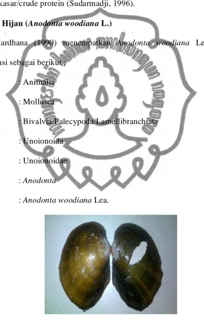 Gambar 1. Cangkang kerang Anodonta woodiana Lea. 