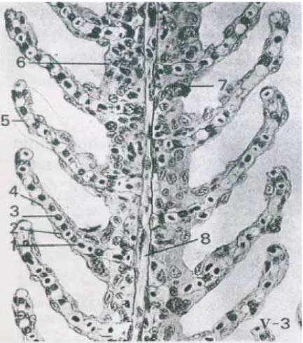 Gambar 3. Bagian dari lamella insang (Destiany, 2007). 