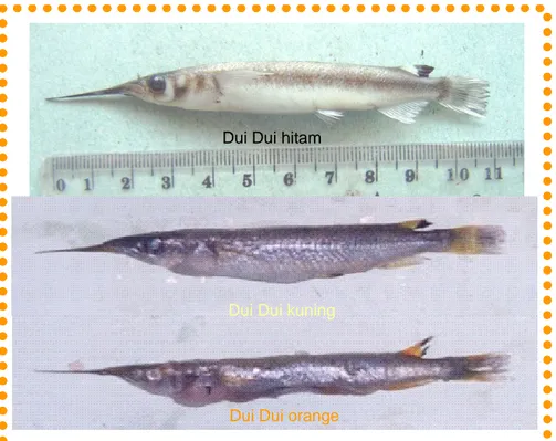 Gambar 3. Ikan dui dui (Dermogenys megarrhamphus) dengan 3 warna.