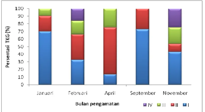 Gambar 6. Tingkat kematangan gonad ikan kuniran di Tangerang 2012 