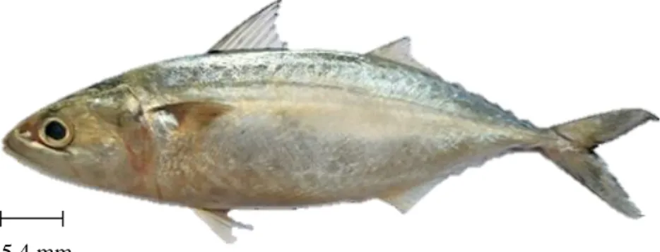 Gambar 3  Ikan  kembung perempuan (Rastrelliger brachysoma) di  perairan Selat Sunda 
