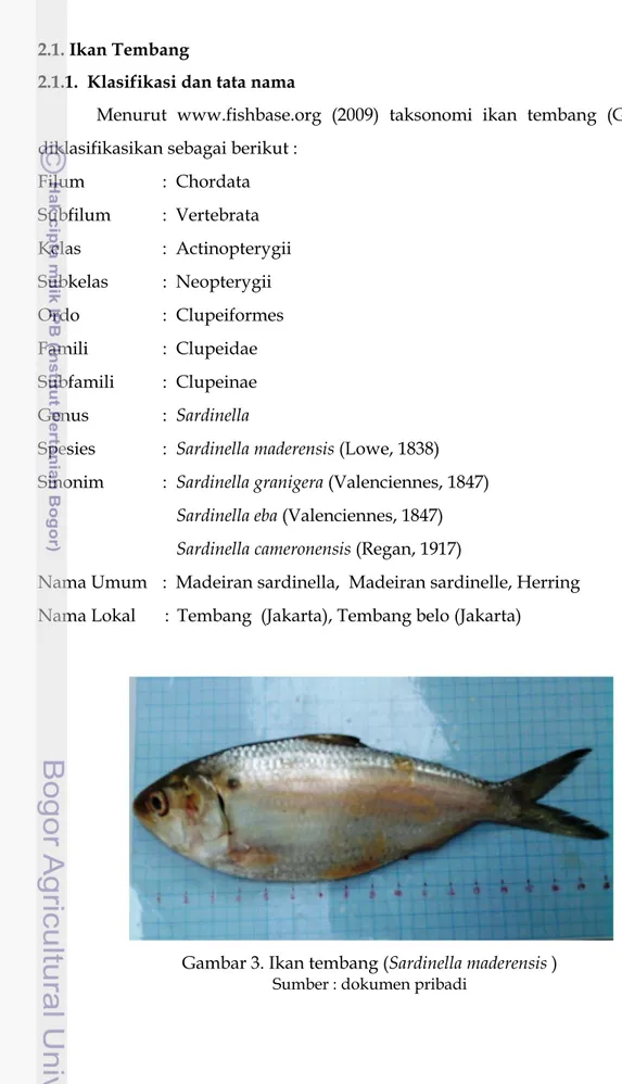 Gambar 3. Ikan tembang (Sardinella maderensis )  Sumber : dokumen pribadi 