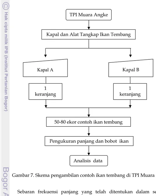 Gambar 7. Skema pengambilan contoh ikan tembang di TPI Muara Angke 