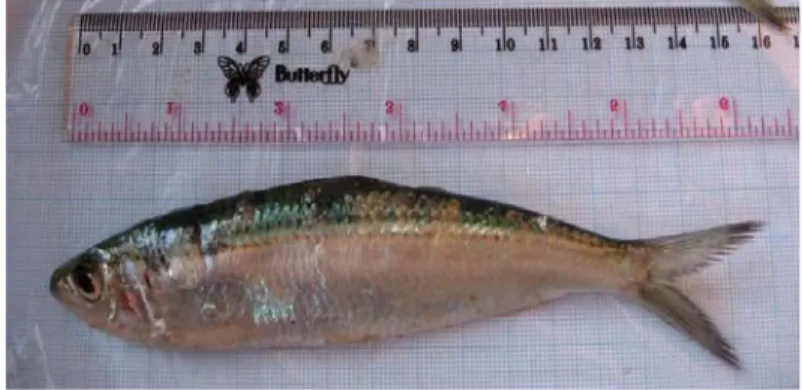 Gambar 1 : Ikan tembang (S. fimbriata) 